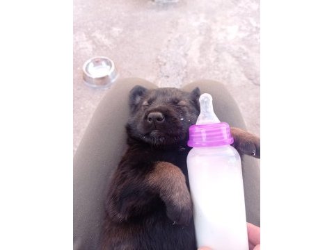 Belçikanın malinois şehrinden