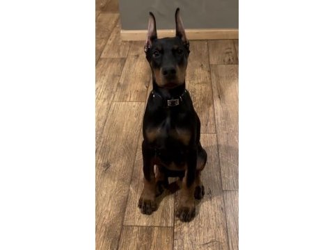Deneyimli çiftlikten garantili doberman yavrular