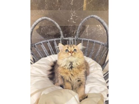 British golden longhair