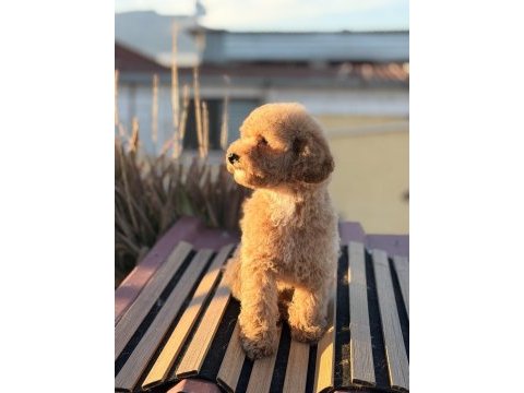 Üst kalite toy poodle