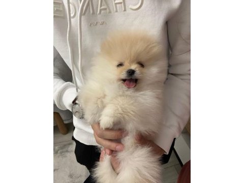 0 burun teddy bear orjinal gülen yüz erkek pomeranian