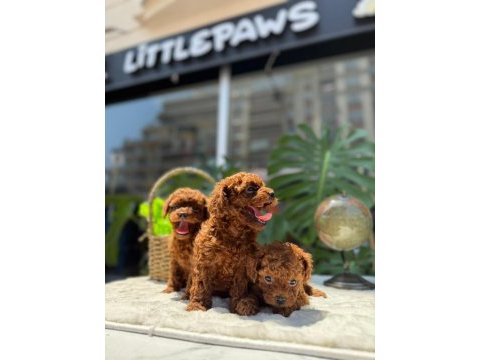 Littlepaws farkı ile korean redbrown poodle