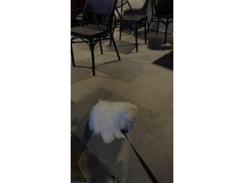 Acil sahiplendirme maltipoo köpeği