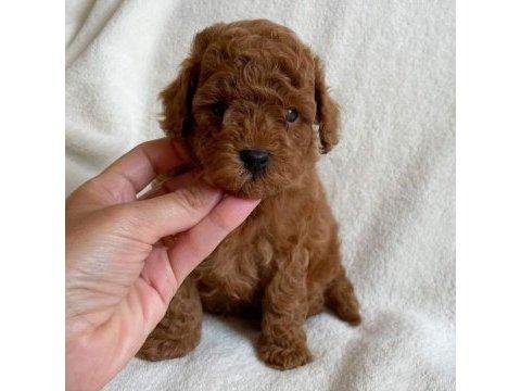 Oyuncak boy erkek dişi poodle bebeklerim