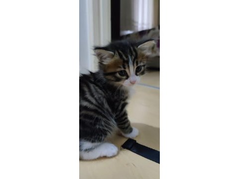 3 tane bebek kedimiz oldu yuva arıyoruz