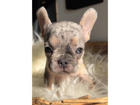 Exotic renk french bulldog köpekler