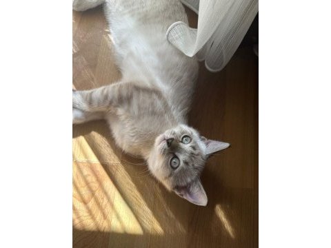 British shorthair 3 aylık