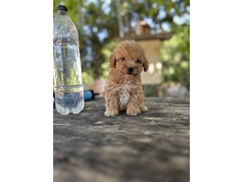Orjinal boy teacup maltese bebekler