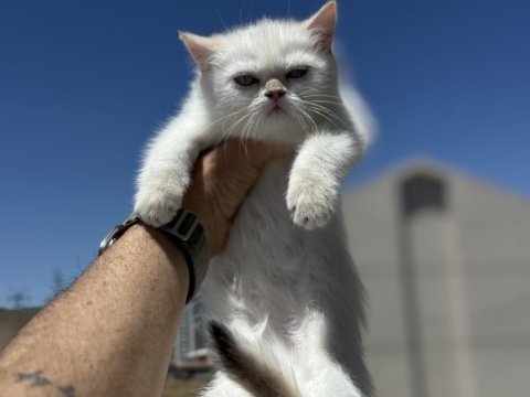 Çok özel beyaz mavi gözlü british shorthair ler