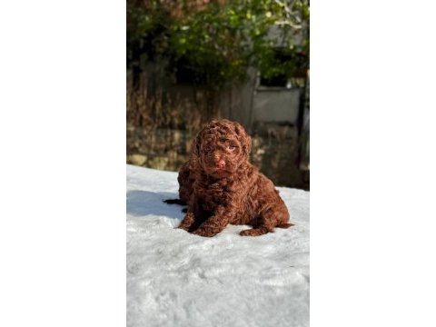 Chocolate toy poodle yavrular