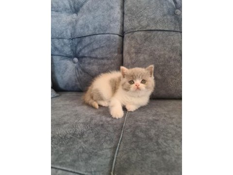 Bicolour dişi güzellik british shorthair