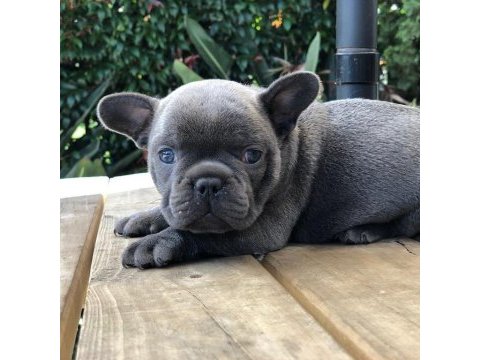 French bulldog yavruları