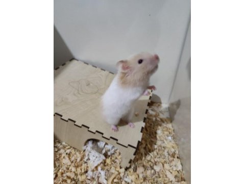Suriye teddy bear erkek ve dişi hamster