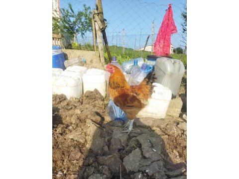 Tindet tavuk ve köy horozu