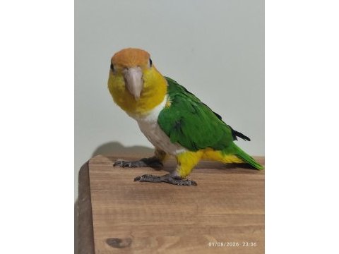 Full evcil portakal kafa caique
