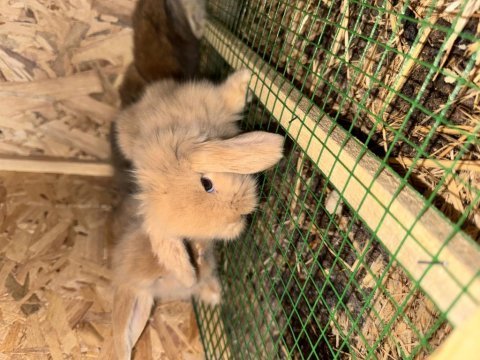 Hollanda lop yavruları