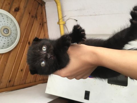Siyah biri dişi ve biri erkek scottish fold yavrularım
