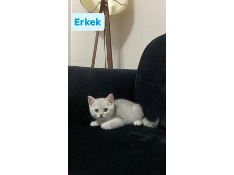 Yavru kedilerimizi sahiplendireceğiz