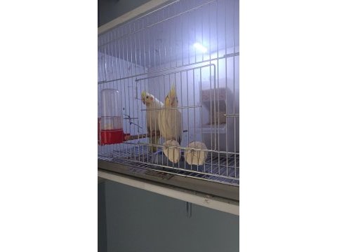 Sultan papağanı takım