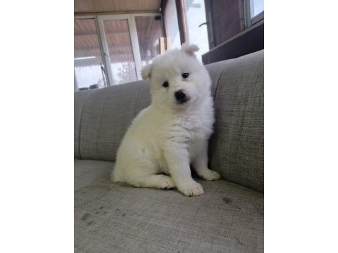 Samoyed yavrularımız