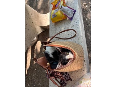 Üç aylık smokin kedimiz yuva aranıyor