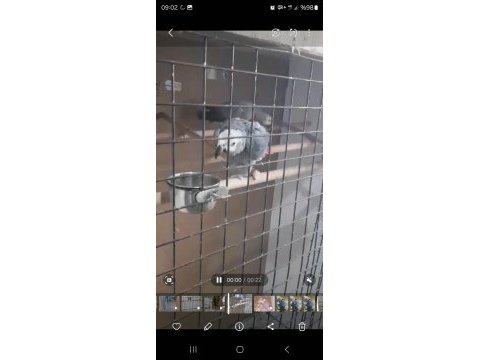 Çift anaç damızlık jako