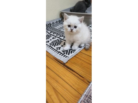 Pamuk yakışıklı british shorthair bebeklerimiz