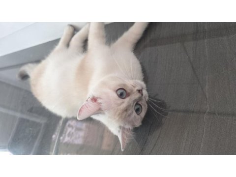 Safkan british shorthair blue point