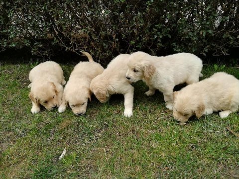 Golden retriever yavruları