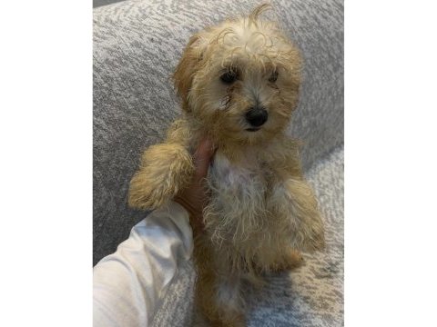 Minik maltipoo yavruları
