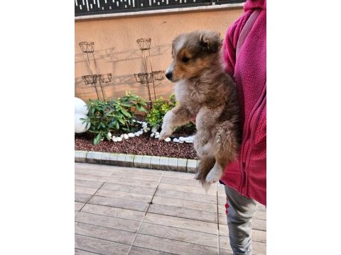 Nadir bulunan sheltie yavrularımız