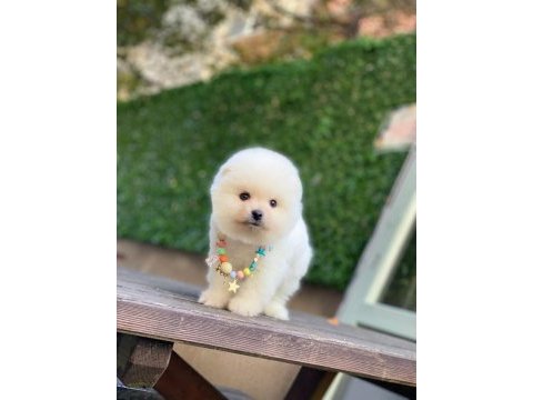 Sevimli pomeranian yavrular