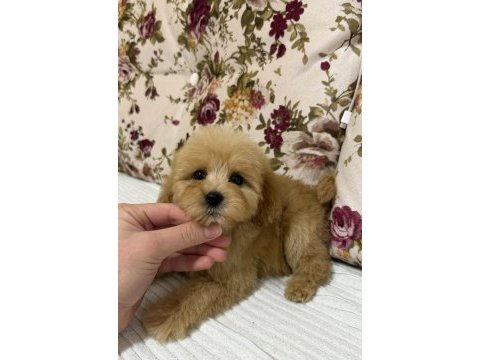 Oyuncak gibi maltipoo oğlumuz