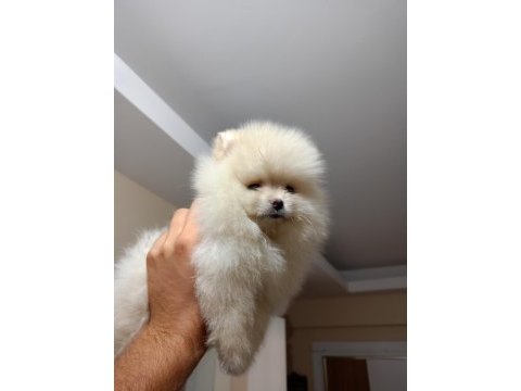 3 aylık erkek üst kalite pomeranian boo