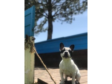 Süper fransız bulldog
