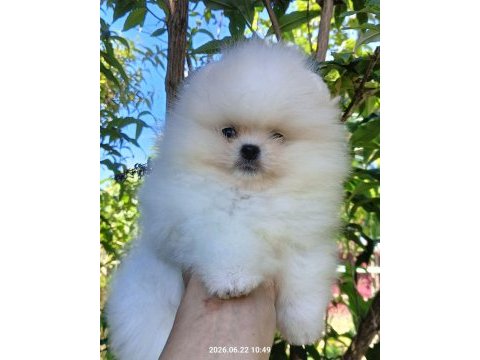 Petmode köpek çiftliğinden tea cup pomeranian 