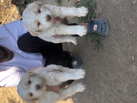 Maltese border collie yavrularım yeni sahiplerini bekliyor