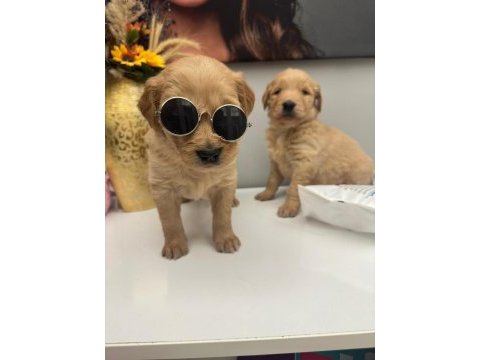 Golden retriever miniklerim