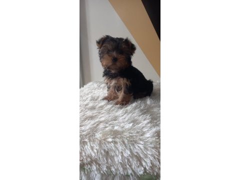 Yorkshire terrier yavru