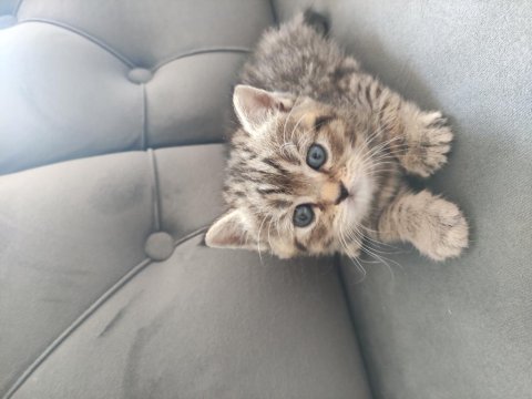British shorthair yavru kediler