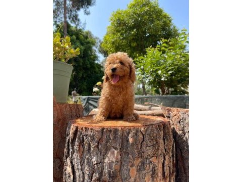 Kilo garantili karma aşıları yapılmış poodle yavrular