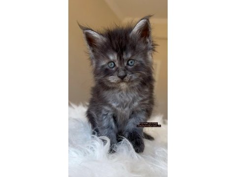 Türkiyenin her şehrine bizzat teslim big size maine coon
