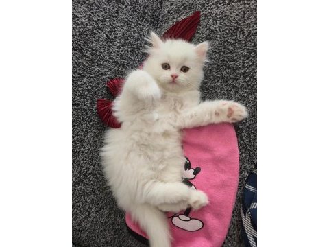 British longhair yavru kediler