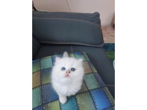 British longhair