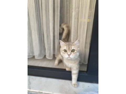 Safkan british shorthair