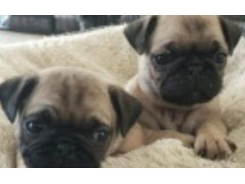 Pug yavruları