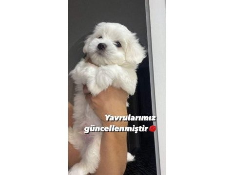 Bugün ve yarına özel köpekler