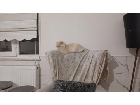 İran kedisi tarçın hanım
