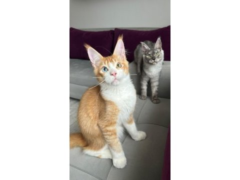 Odd eye maine coon boy kedimiz
