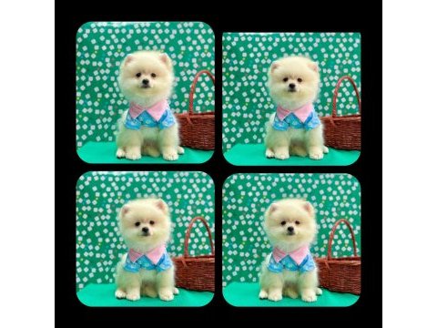 Safkan pomeranian yavrular